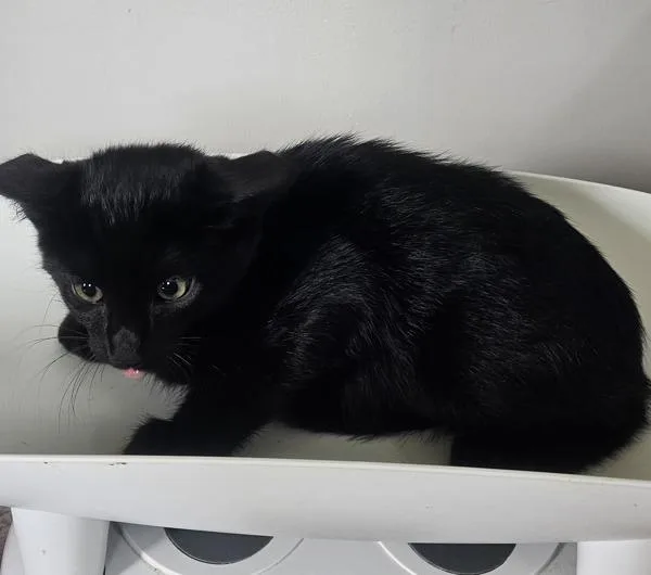 A baby medium-sized male Domestic Short Hair cat named Acorn for adoption in Cleveland, TN