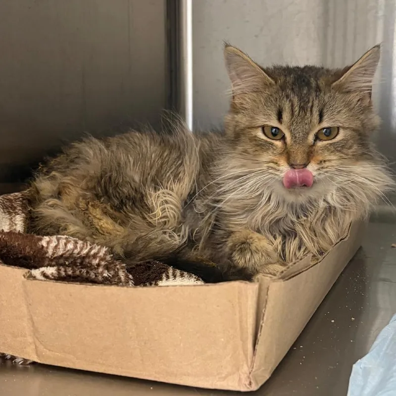 A young small-sized male Gray / Blue / Silver Domestic Medium Hair cat named Mickey for adoption in La Grange, KY