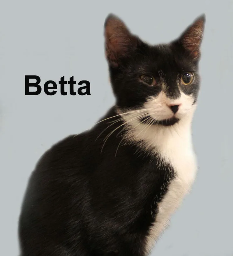 A baby medium-sized male Black & White / Tuxedo Domestic Short Hair cat named Betta Gil. for adoption in Stowe, PA