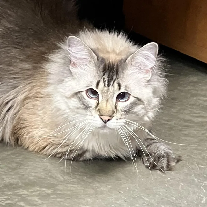 An adult extra large-sized male Cream / Ivory Domestic Long Hair cat named Mindspinner for adoption in DeKalb, IL
