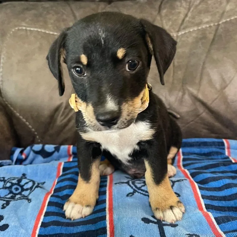 A baby small-sized male Black Mixed Breed dog named Maverick for adoption in Allentown, PA