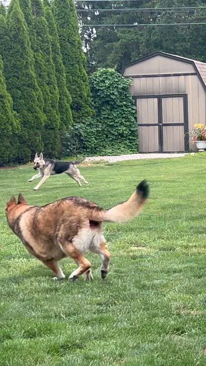 A young large-sized male German Shepherd Dog dog named Sebastian for adoption in Elyria, OH