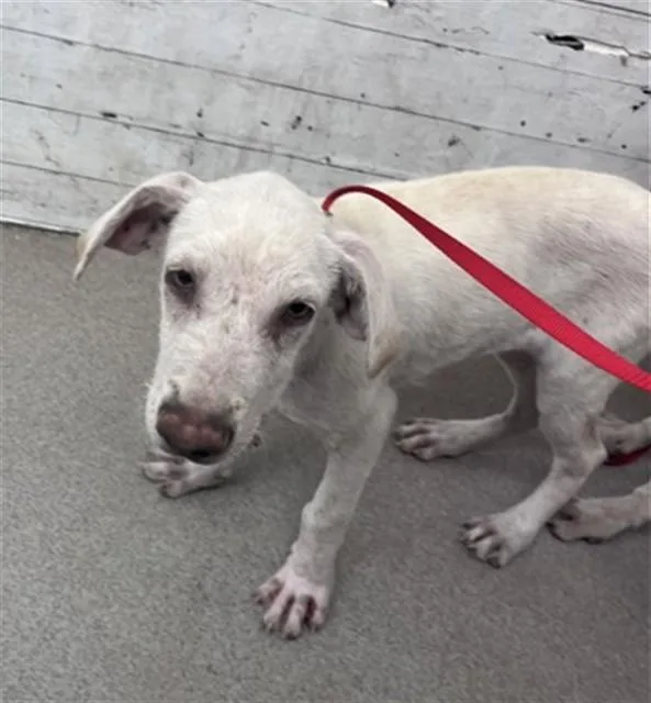 A baby medium-sized female Labrador Retriever dog named Daphney for adoption in San Bernardino, CA