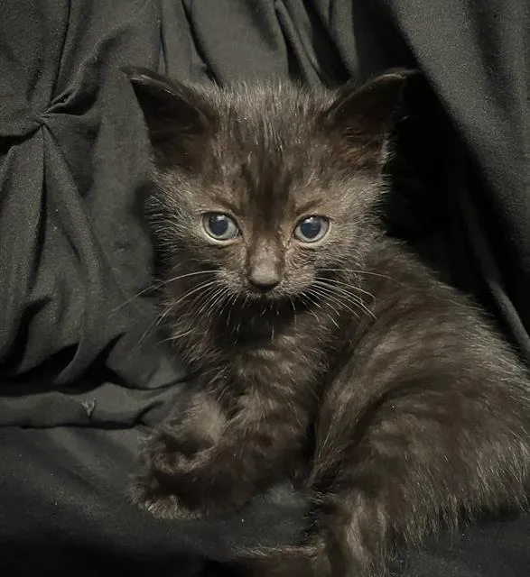 A baby small-sized male Domestic Short Hair cat named Jupiter for adoption in Camarillo, CA