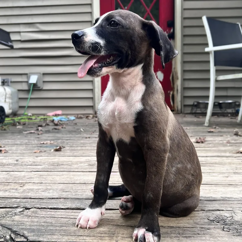 A baby medium-sized female Black Hound dog named Joan Jet for adoption in Andover, MA