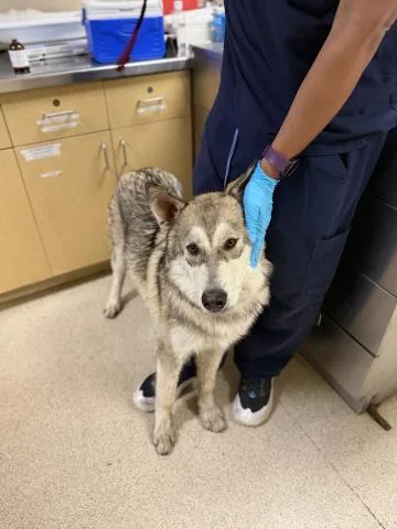 A young large-sized male Siberian Husky dog named Mccartney for adoption in Riverside, CA
