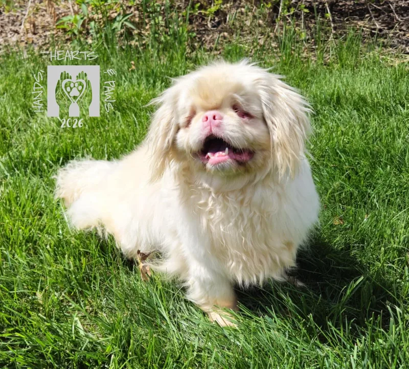 An adult small-sized female White / Cream Pekingese dog named Peaky for adoption in Omaha, NE