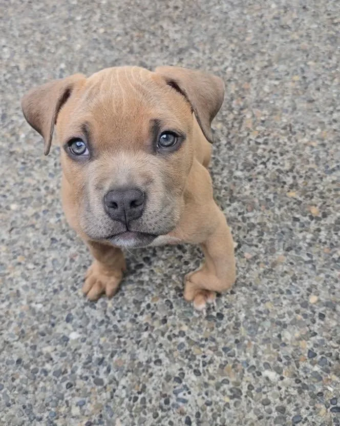 A baby small-sized male Pit Bull Terrier dog named Dozer for adoption in Gig Harbor, WA