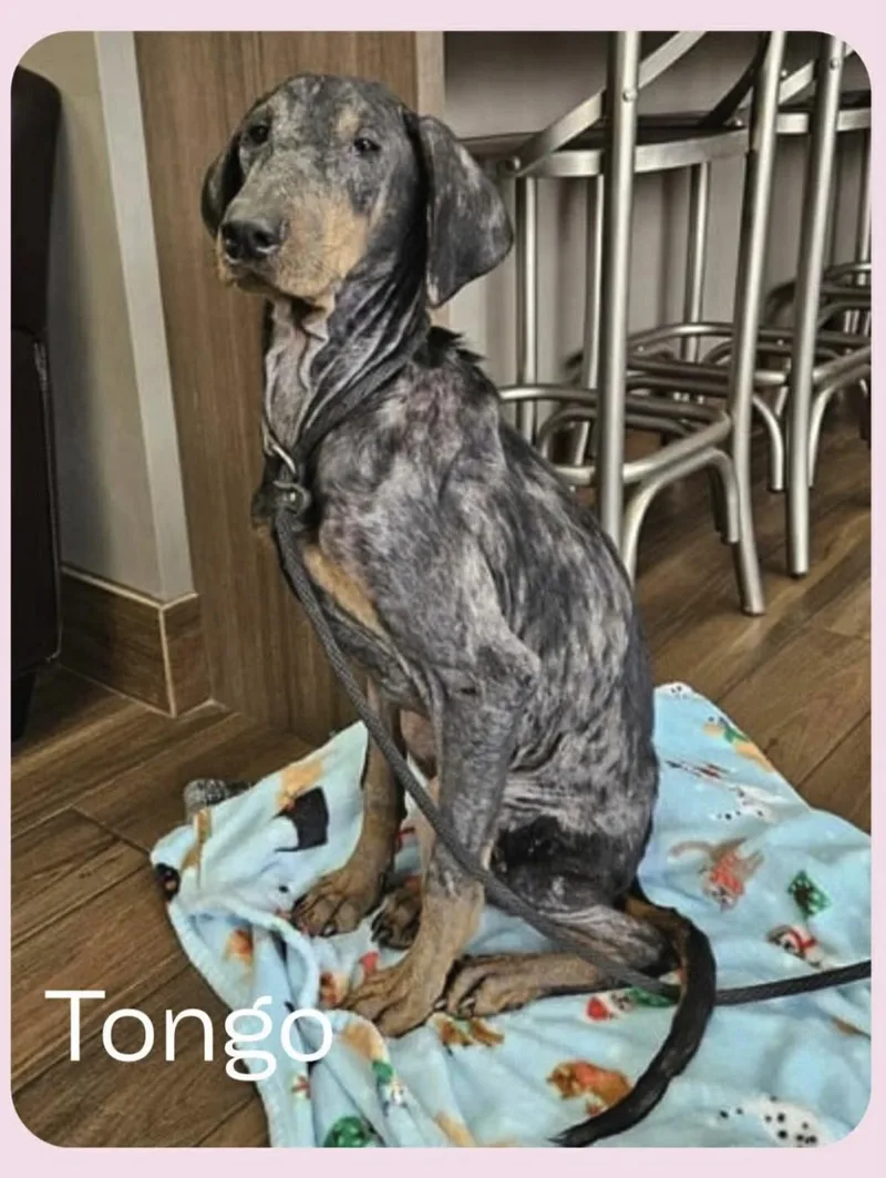 Tongo