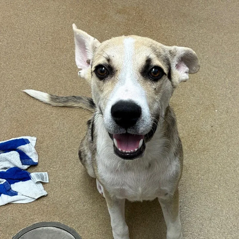 Peppercorn GCH thumbnail 2