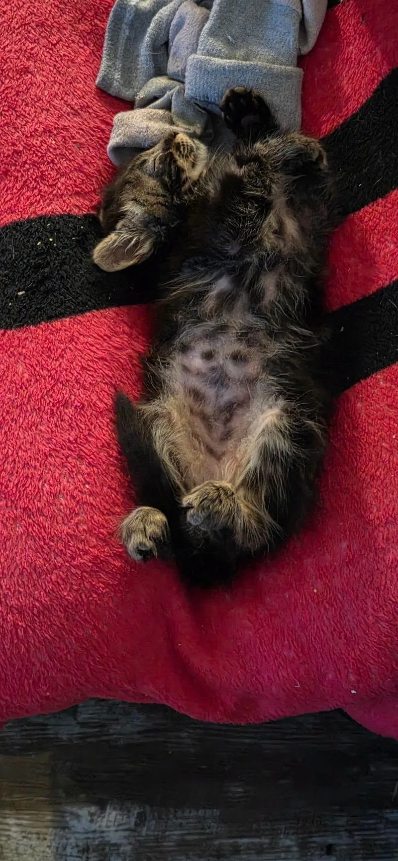 A baby small-sized male Domestic Medium Hair cat named Scout for adoption in Mabank, TX