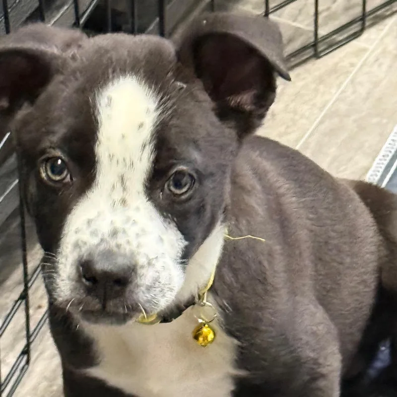 Pup  Yellow thumbnail 2