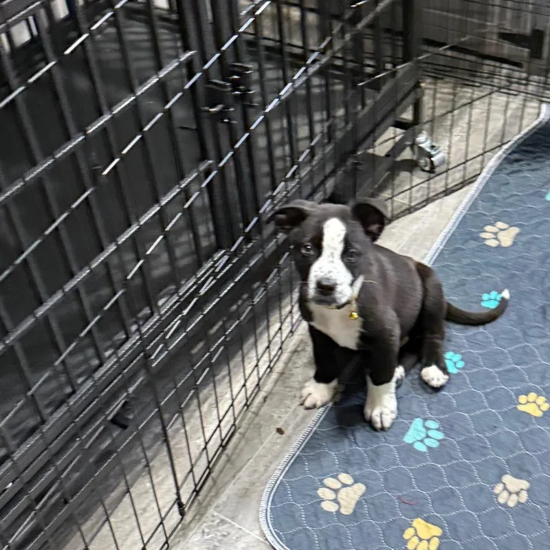 Pup  Yellow thumbnail 3