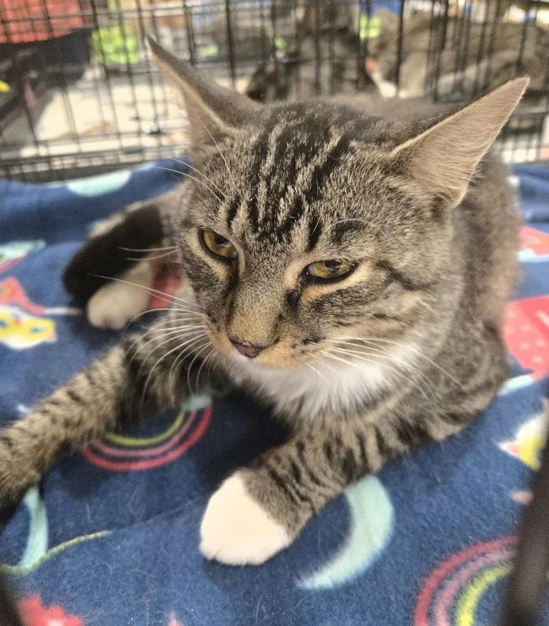 An adult medium-sized male Tabby cat named Thor for adoption in Norwood, OH