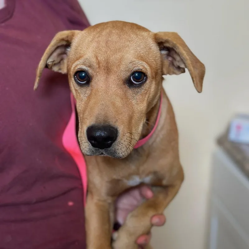 A young medium-sized male Yellow / Tan / Blond / Fawn Mixed Breed dog named Porkchop for adoption in Corinth, MS