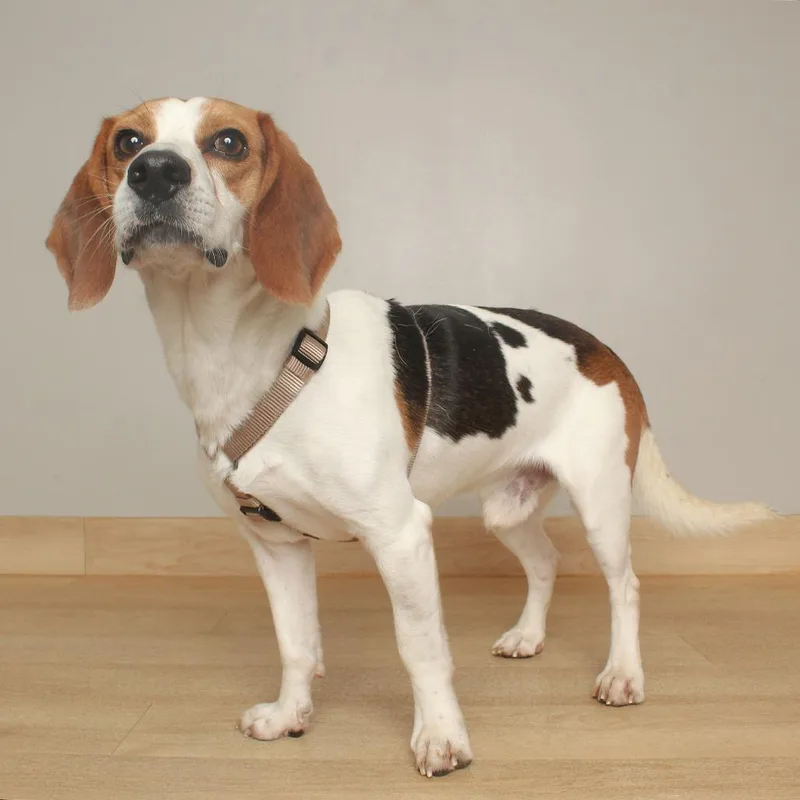 An adult medium-sized male Black Beagle dog named Indiana Bones D for adoption in Minnetonka, MN