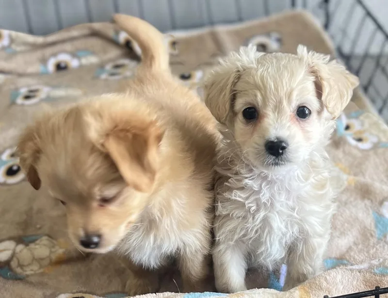 Magnolia thumbnail 2