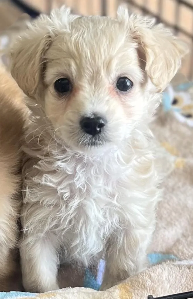 A baby small-sized female White / Cream Maltipoo dog named Magnolia for adoption in Los Angeles, CA
