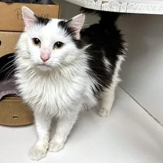 An adult medium-sized male White Domestic Long Hair cat named Pawbert for adoption in Novelty, OH