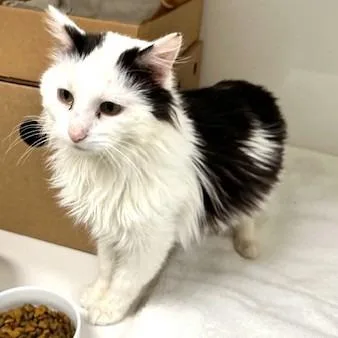 Pawbert thumbnail 2