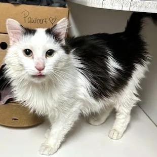 Pawbert thumbnail 3