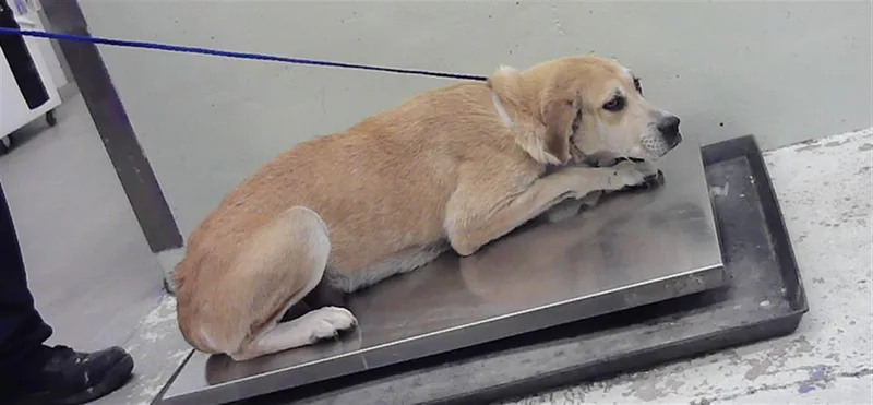 An adult large-sized female German Shepherd Dog dog named Francie for adoption in Houston, TX