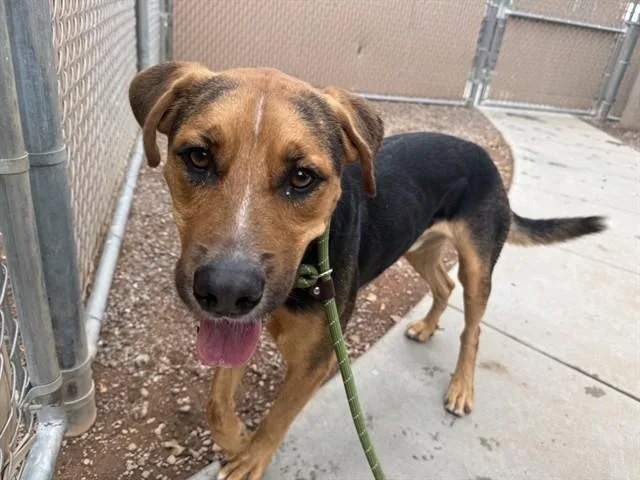 An adult large-sized male German Shepherd Dog dog named Marco for adoption in Phoenix, AZ