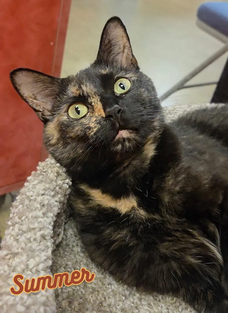 A young medium-sized female Tortoiseshell Domestic Short Hair cat named Summer for adoption in Winchester, VA