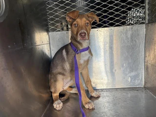 A young small-sized female German Shepherd Dog dog named Ella for adoption in Fairfield, CA