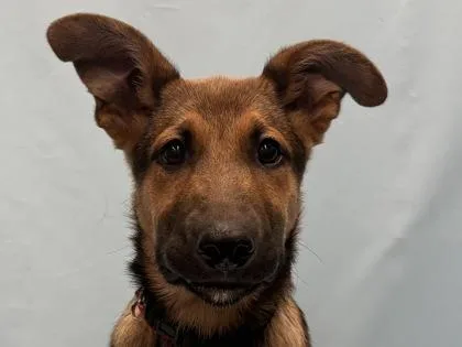 Georgie