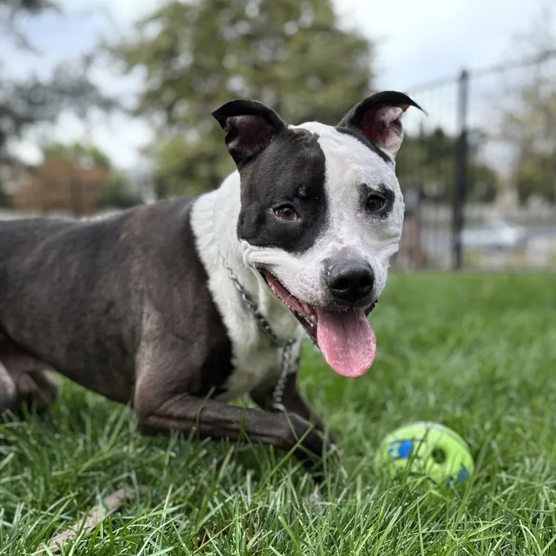 An adult medium-sized male Pit Bull Terrier dog named Taz ECAS for adoption in Pleasanton, CA