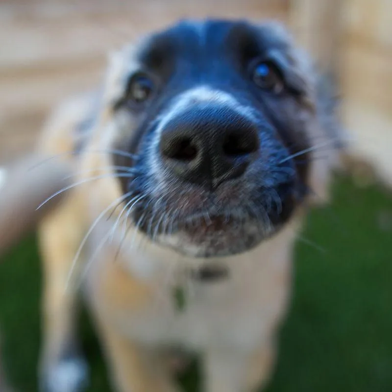 A baby medium-sized female Shepherd dog named Taffy for adoption in Jackson, WY