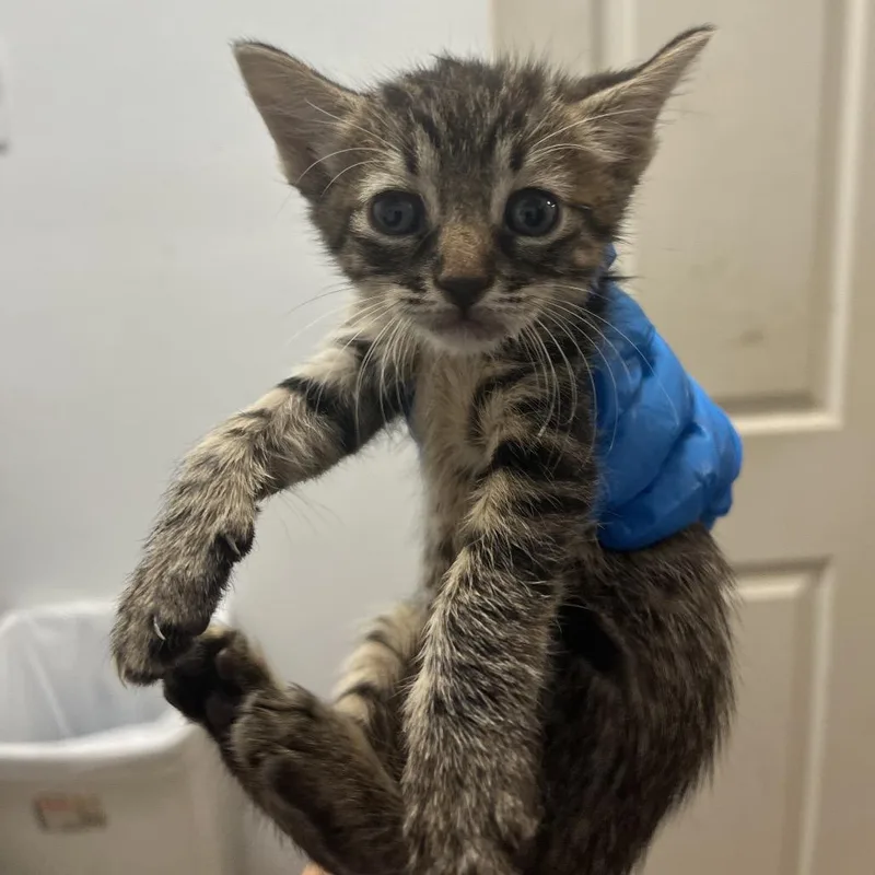 A baby small-sized female Brown / Chocolate Domestic Short Hair cat named Warhol for adoption in Edinburg, TX