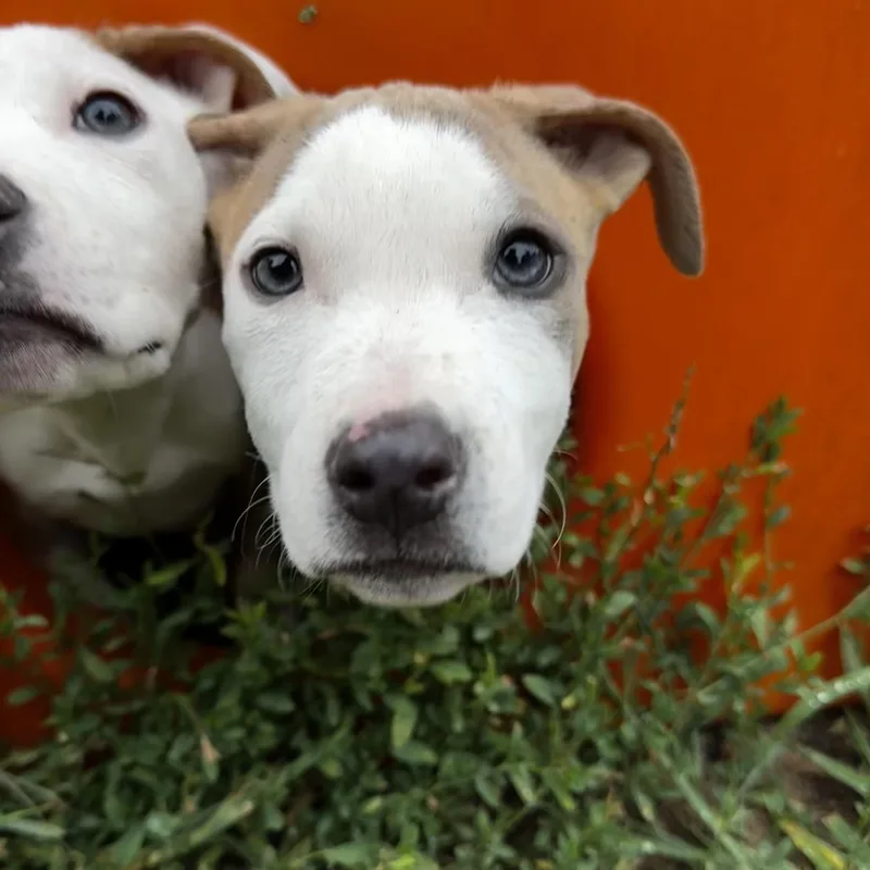 A baby medium-sized male American Staffordshire Terrier dog named Hans for adoption in Portland, ME