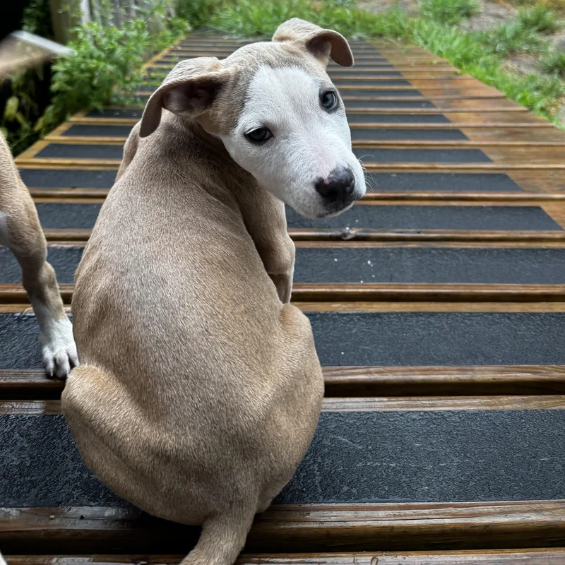 Hans thumbnail 5