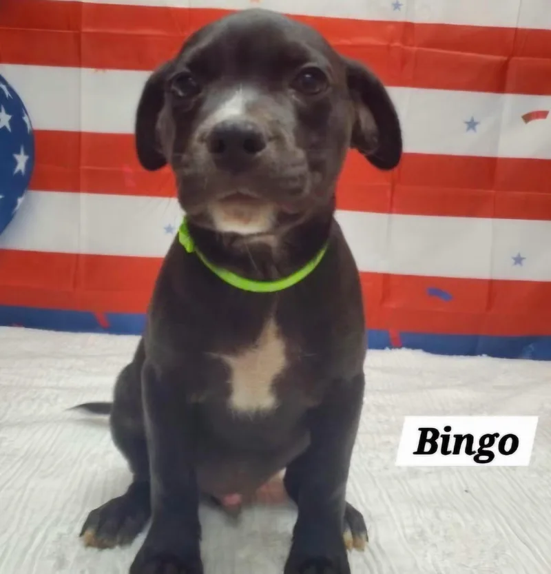 Bingo