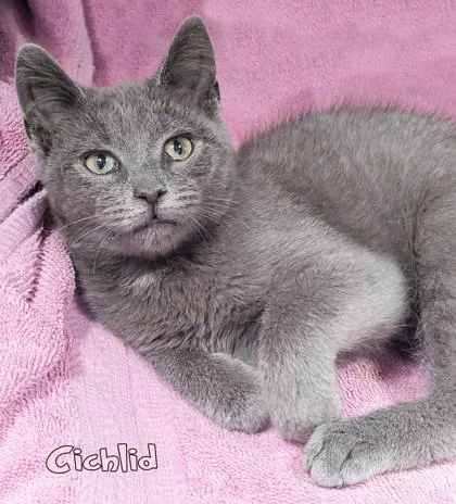 A baby small-sized female Domestic Short Hair cat named Cichlid for adoption in Mason, MI