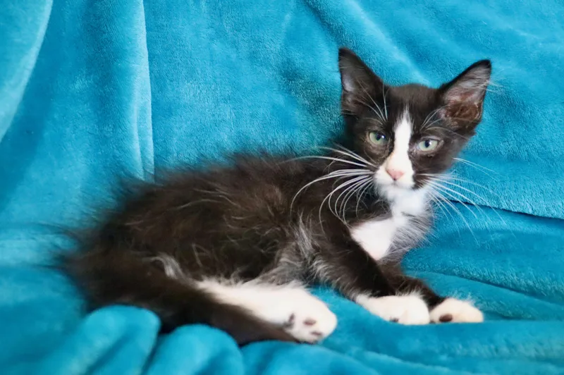 A baby medium-sized male Black & White / Tuxedo Tuxedo cat named Markus for adoption in Saint Augustine, FL