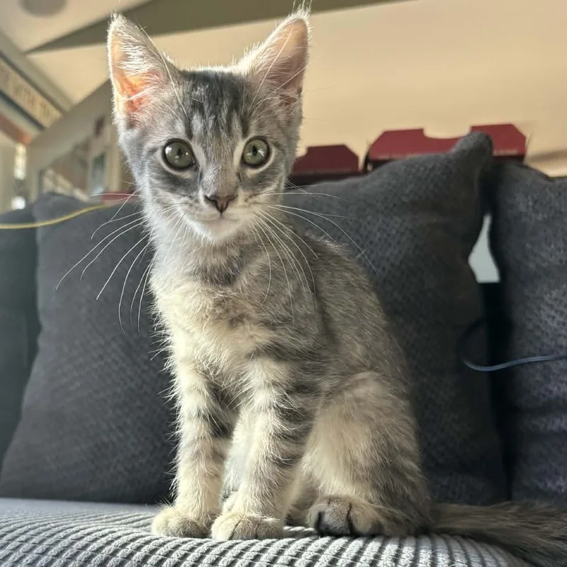A baby medium-sized male Tabby (Gray / Blue / Silver) Tabby cat named Chai for adoption in Fairborn, OH