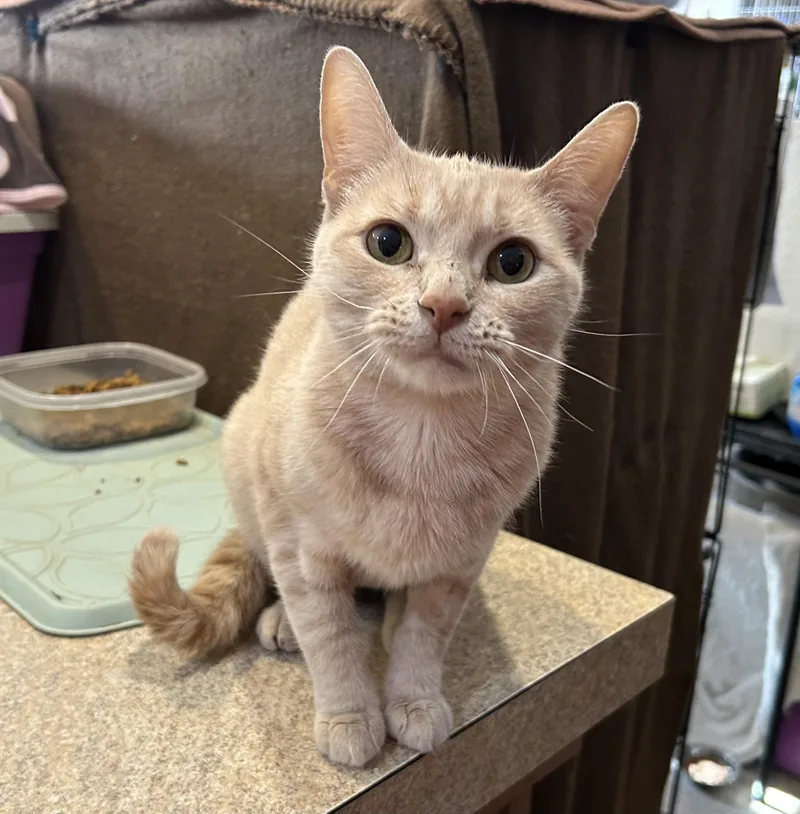 An adult small-sized female Buff / Tan / Fawn Domestic Short Hair cat named Thena for adoption in La Salle, IL