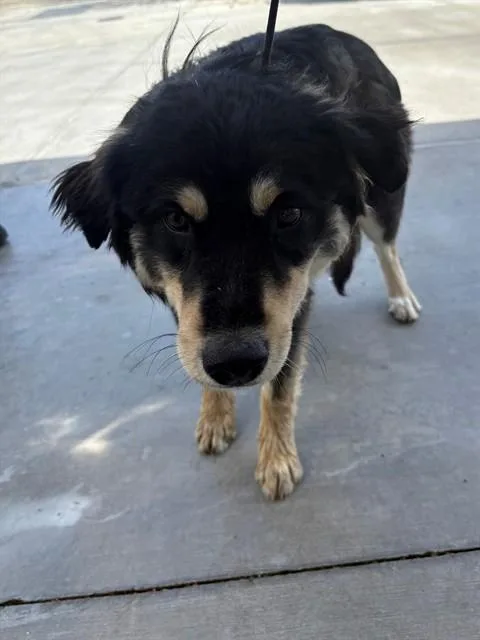 A young large-sized male German Shepherd Dog dog named Rufio for adoption in Castaic, CA