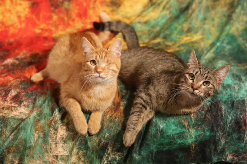 A young medium-sized male Domestic Short Hair cat named Mullroy & Murtogg for adoption in New Prague, MN