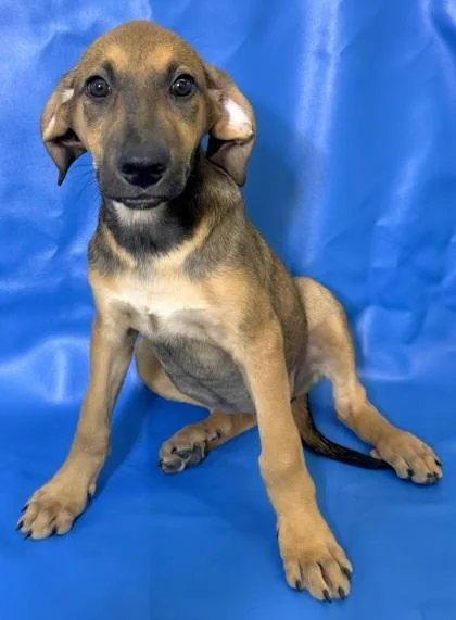 A baby large-sized female Doberman Pinscher dog named Nina for adoption in Morton Grove, IL