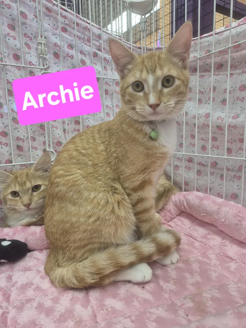 Archie thumbnail 2