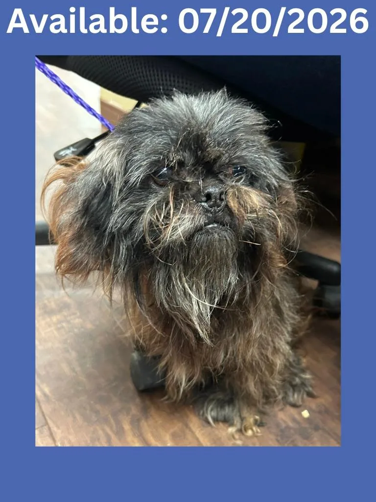 A senior medium-sized male Maltese dog named Dog Kennel for adoption in Greenville, TX