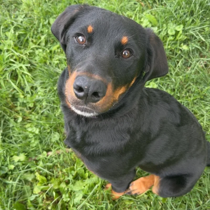 A baby large-sized female Black Mixed Breed dog named Bailey for adoption in Cooperstown, NY