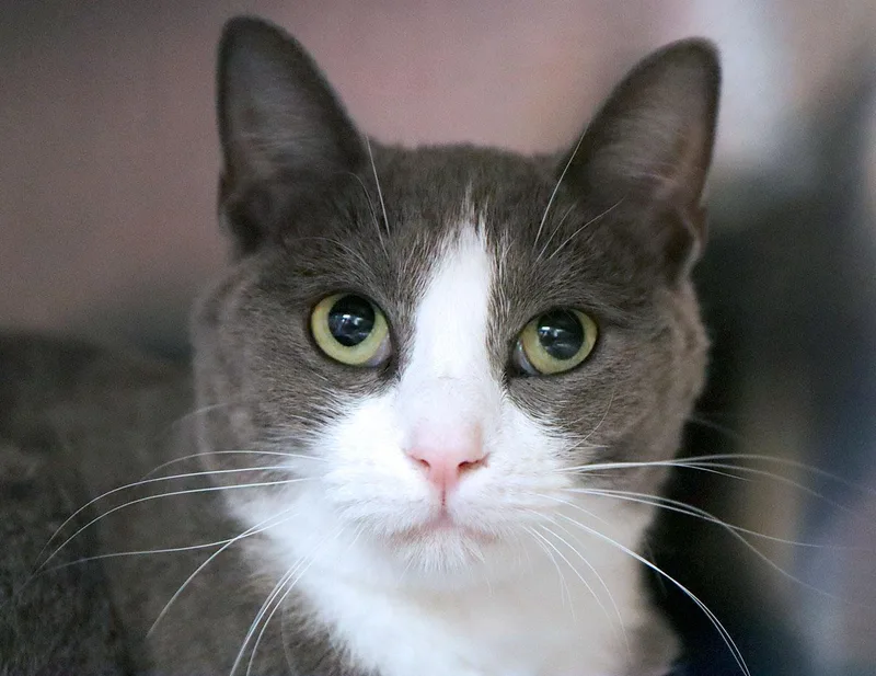A young small-sized female Gray & White Domestic Short Hair cat named Gidget for adoption in Kansas City, KS