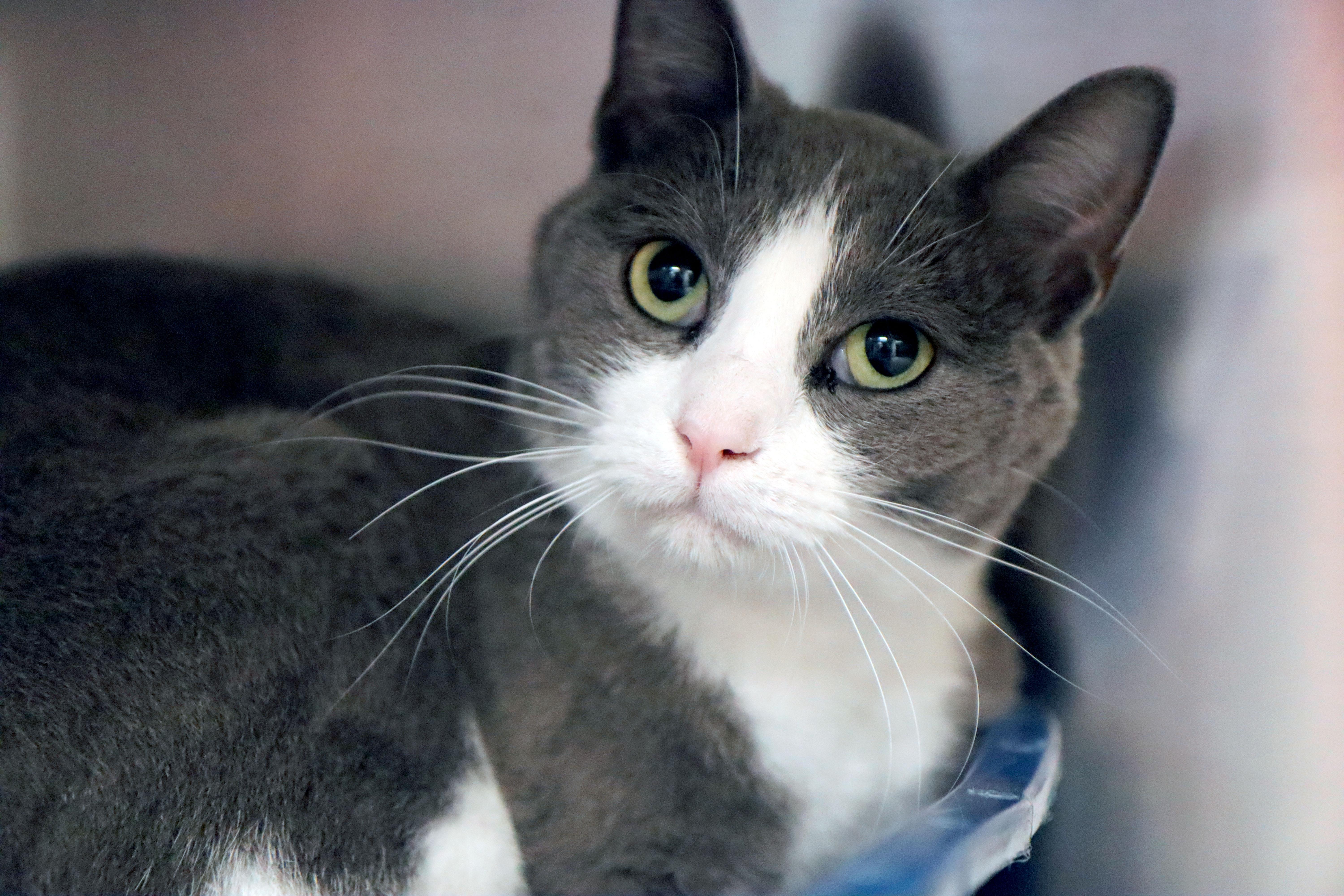Gidget thumbnail 2
