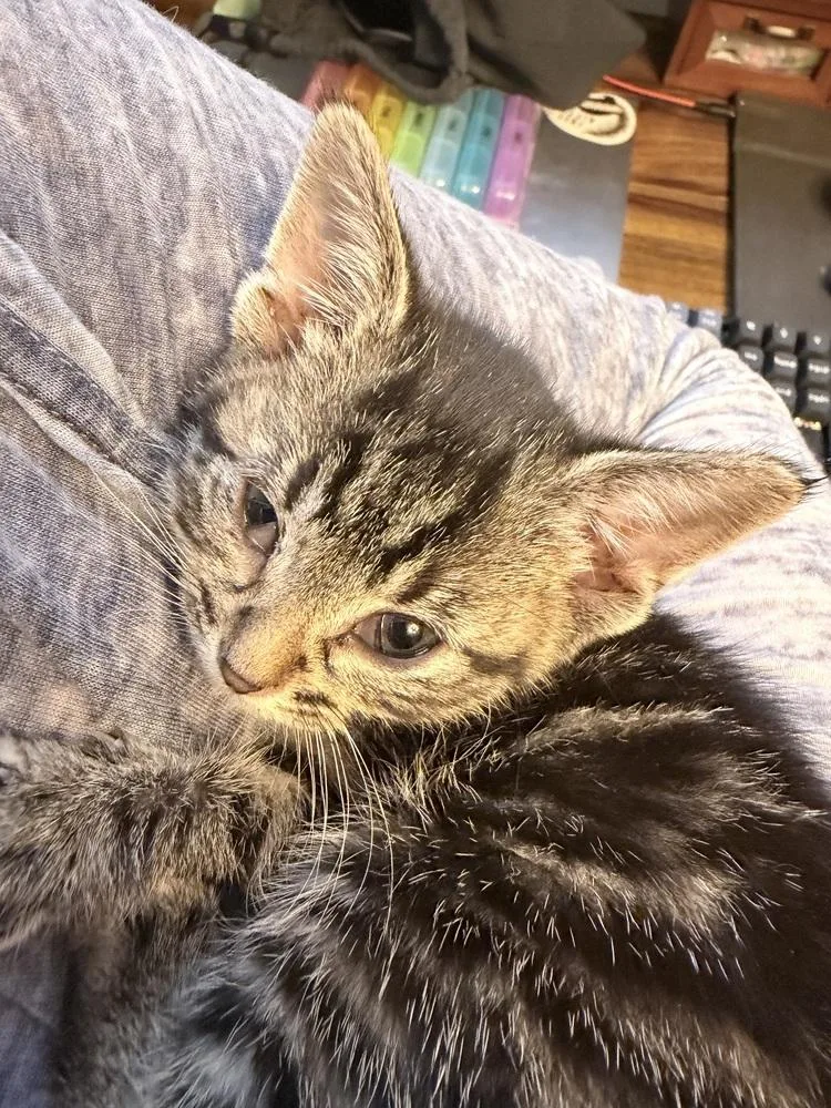 A baby small-sized female Domestic Short Hair cat named Mani for adoption in Ferndale, MI