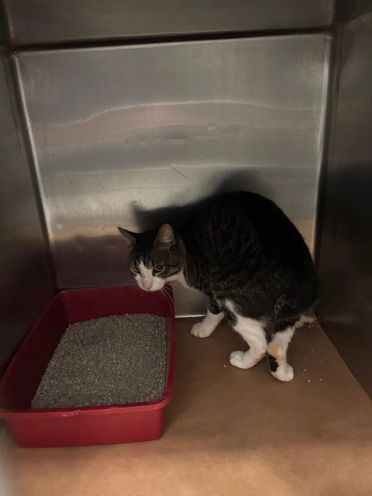 A young large-sized male Domestic Medium Hair cat named Robby for adoption in Cartersville , GA